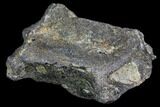Fossil Whale Cervical Vertebra - South Carolina #85583-1